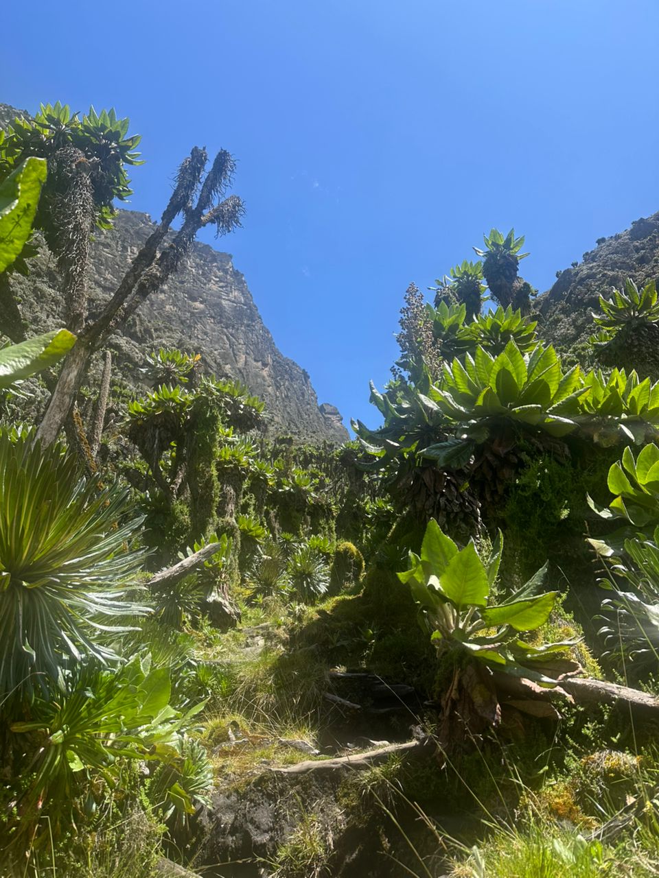 Rwenzori Mountains National Park